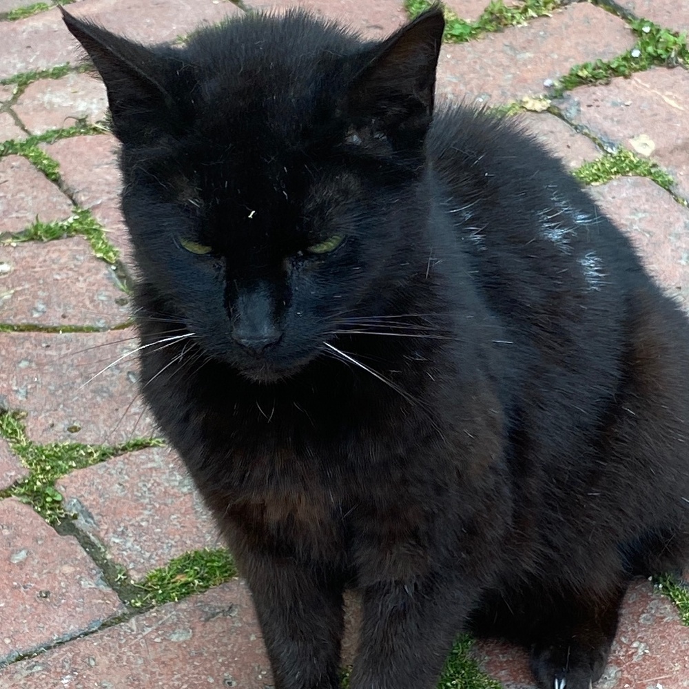Meet your Posher, Wendy
